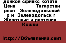 донкой сфинкс котята › Цена ­ 15 000 - Татарстан респ., Зеленодольский р-н, Зеленодольск г. Животные и растения » Кошки   